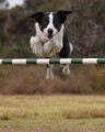 Top Agility Dog and Top Jumping Dog 2012