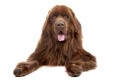 newfoundland