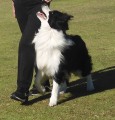 Top Obedience Dog