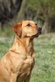 Top Retrieving Dog
