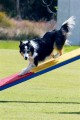 Top Agility Jumping dog 2011