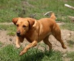 Top Retrieving Dog 2011