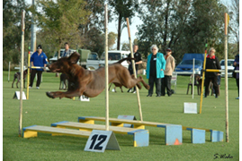 Agility jumper