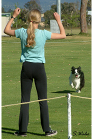 border collie recall border collie recall