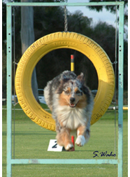 Agility Aussie Tire