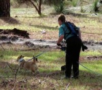 tracking corgi