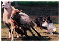 Sheltie Herding