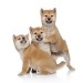 Shiba puppies