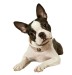 boston terrier