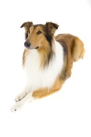 collie rough