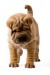 shar pei