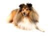 Shetland Sheepdog