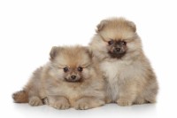 Pomeranian puppies