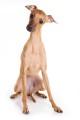 italian greyhound