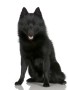 schipperke