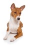 Basenji