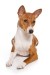 Basenji