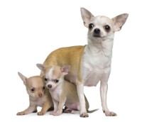 chi and pups