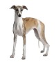 whippet