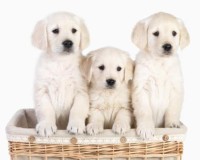 golden puppies