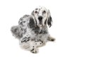 english setter