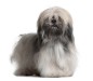 lhasa apso