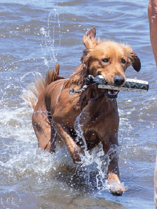 Retrieving