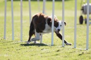 Top Agility Dog 2017 (1024x683)