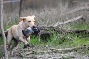 Top Retr Dog 2017 (1024x683)