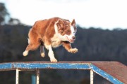 Top Agility Dog 2018 (800x533)