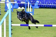 Top Jumping Dog 2018 (800x533)