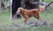Top Retrieving Dog 2019
