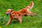 Top Retrieving Dog