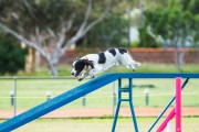 Top Agility Dog