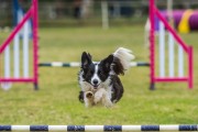 Top Jumping Dog