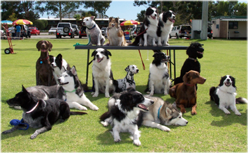 Dogswest group of dogs